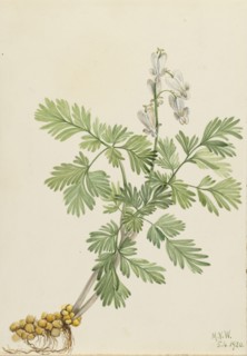 Squirrel Corn (Bikukulla canadensis), 1920.