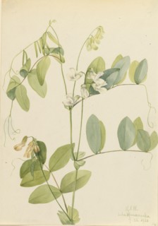 White Pea (Lathyrus ochroleucus), 1920.