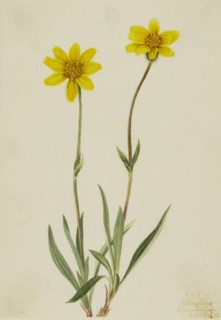 Woolly Arnica (Arnica tomentosa), 1920.
