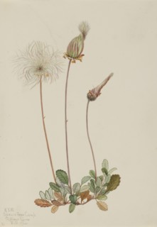 Yellow Dryad (fruit) (Dryas drummondii), 1920.