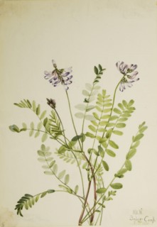 Alpine Milkvetch (Astragalus alpinus), 1921.