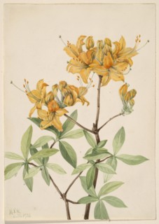 Flame Azalea (Azalea lutea), 1921.