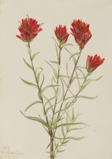 Giant Red Paintbrush (Castilleja miniata), 1921.