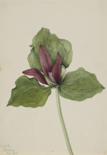 Giant Trillium (Trillium chloropetalum), 1921.