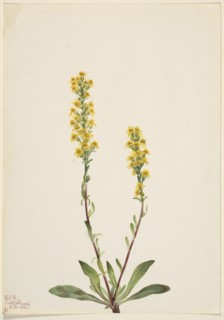 Mountain Goldenrod (Solidago oreophila), 1921.