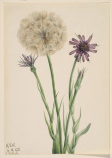 Salsify (Tragopogon porrifolius), 1921.