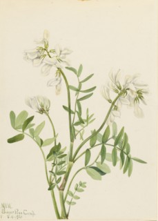 Sweetvetch (Hedysarum mackenzii), 1921.