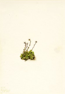 Tufted Saxifrage (Saxifraga caespitosa), 1921.