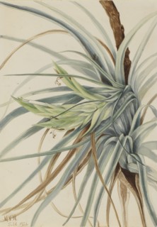 Wild Pineapple (Tillandsia fasciculata), 1921.