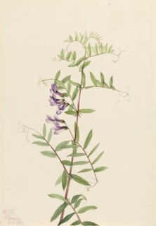 American Vetch (Vicia americana), 1922.