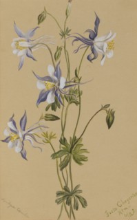 Blue Columbine (Aquilegia caerulea), 1922.