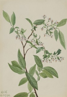 Deerberry (Polycodium stamineum), 1922.