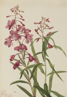 Fireweed (Epilobium angustifolium), 1922.