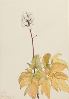 Ivory Baneberry (Actaea arguta), 1922.