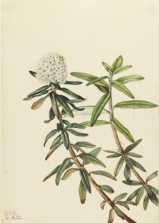 Labrador Tea (Ledum groenlandicum), 1922.