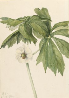 Mayapple (Podphyllum paltatum), 1922.