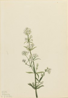 Northern Bedstraw (Galium boreale), 1922.