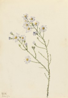 Pineland Aster (Aster squarrosus), 1922.