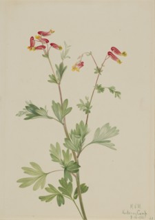 Pink Fumeroot (Capnoides sempervirens), 1922.