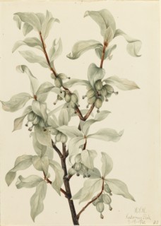 Silverberry (Elaeagnus commutata), 1922.