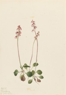 Small Pyrola (Pyrola minor), 1922.