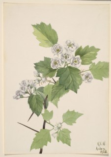 Thicket Hawthorn (Crataegus coccinea), 1922.