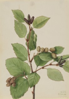 Western Green Alder (Alnus sinuata), 1922.