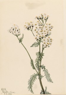Western Yarrow (Achillea lanulosa), 1922.