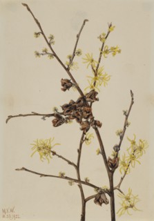 Witch Hazel (Hamamelis virginiana), 1922.