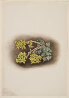 Yellow Stonecrop (Sedum stenopetalum), 1922.