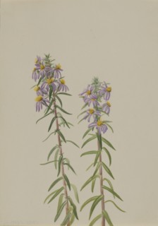 Aster (Aster hirariifolius), 1923.