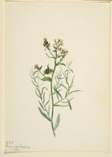 Bastard Toadflax (Comandra pallida), 1923.