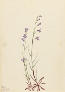 Brook Lobelia (Lobelia kalmii), 1923.