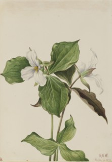 Large White Trillium (Trillium grandiflorum), 1923.