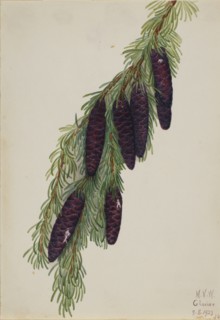 Mountain Hemlock (Tsuga mertensiana), 1923.