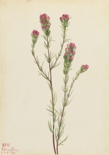Owl-clover (Orthocarpus tenuifolius), 1923.