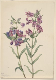 Prairie Pentstemon (Pentstemon erianthera), 1923.