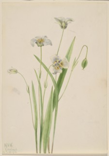 Pussy-ears (Calochortus elegans), 1923.