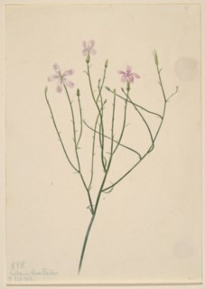 Skeleton Flower (Lygodesmia juncea), 1923.