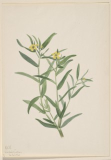 Untitled (Flower Study), 1923.