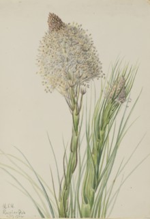 Beargrass (Xerophyllum tenax), 1924.