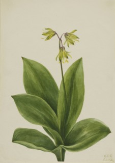 Blue Bead (Clintonia borealis), 1924.