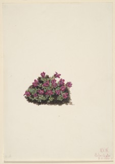 Purple Saxifrage (Saxifraga oppositifolia), 1924.