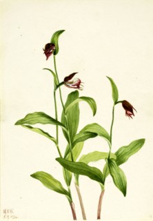Ramshead Lady's Slipper (Cypripedium arietinum), 1924.