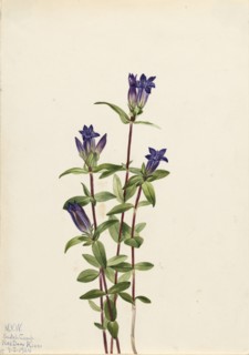 Riverbank Gentian (Gentiana affinis), 1924.