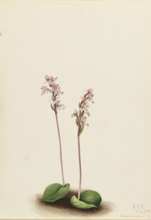 Roundleaf Orchis (Orchis rotundifolia), 1924.