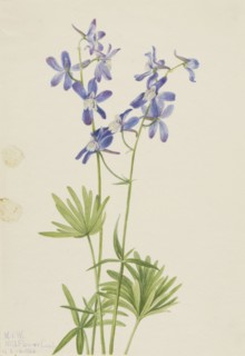 Slim Larkspur (Delphinium depauperatum), 1924.