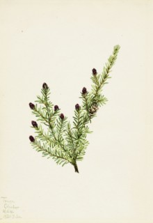 Western Hemlock (Tsuga heterophylla), 1924.