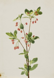Western Menziesia (Menziesia glabella), 1924.