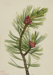Whitebark Pine (Pinus albicaulis), 1924.